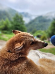 Carpathian Mountains