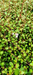 Delicate White Blossoms Among Dense Green Leaves