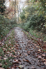 Wet autumn leaves covering hiking trail in forest