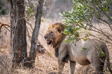 Male lion standing next to a tree looking for his coalition partner