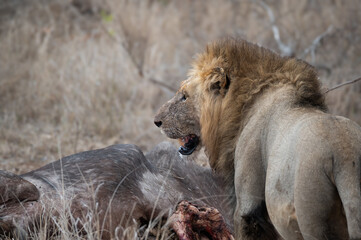 Black maned African lion standing guard while panting over his recently killed buffalo  