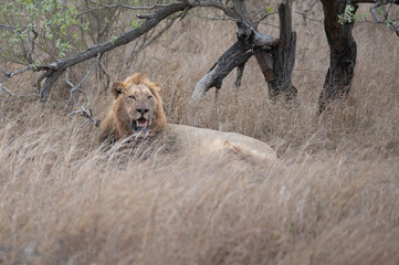 A black maned lion lies resting in the shade but keeping a watchful eye on his recent buffalo kill