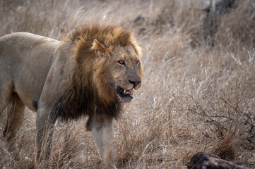 Large maned lion approaching his kill to resume feeding 