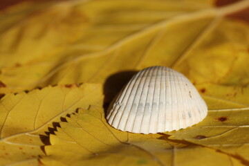 sea shell on yellow mulberry leaves