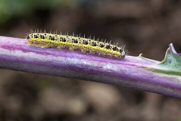 Caterpillar of the white cabbage butterfly on a red cabbage plant.