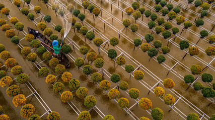 Obraz premium Watering flowers in Sadec flower village