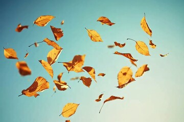 Obraz premium Golden autumn leaves blowing across a clear blue sky, dynamic motion captured with sharp details, rich colors under soft midday sunlight, bright and uplifting 3