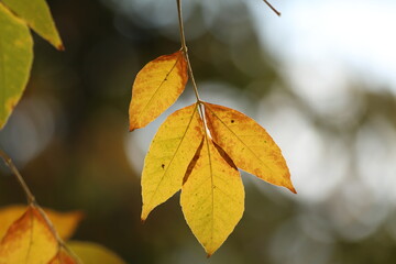 autumn leaves on the tree