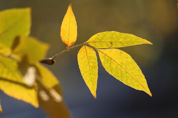 autumn leaves on the tree