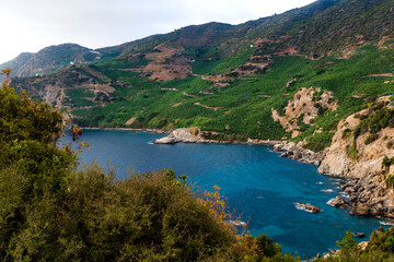 Naklejka premium serene Coastal Landscape with Vineyards