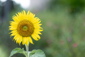 Closeup sunflower with blur background