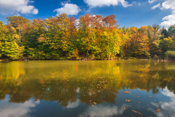 Autumn colorful foliage over lake with beautiful woods in red and yellow color. Bakony Forest and Mountain, Pisztrangos Lake, Hungary