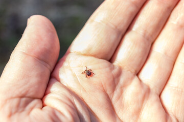 The tick Ixodes ricinus crawling on human skin. Encephalitis tick.