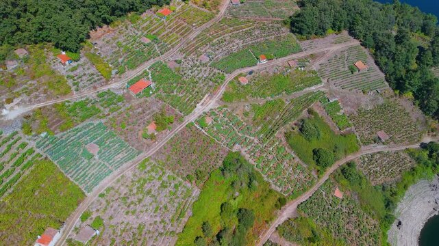Vineyard landscape around the Belesar reservoir. Aerial view from a drone. Province of Lugo. Galicia. Spain. Europe