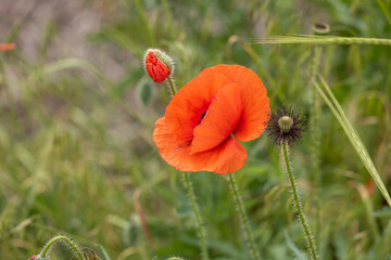 Red poppy blooming in a green field with bud and seed head