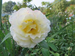 closeup of pale yellow rose