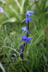 closeup of blue a Scilla