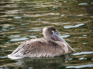 pelican swimming on the water