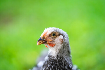Feathers on chickens are gray and black. The red beak then stood on the grassy area.