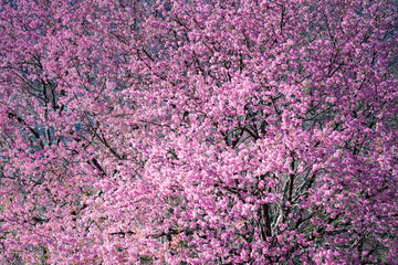 Close up shot of beautiful Nang Phaya Sua Krong tree or Wild Himalayan Cherry Prunus cerasoides at Doi Inthanon, Chiang Mai, Thailand.Nang Phaya Sua Krong tree nicknamed Sakura of Thailand.