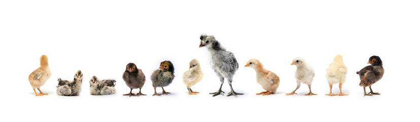 Various breeds of newborn chicken are in a row on white background in a studio.