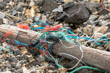 Obraz premium Treibgut