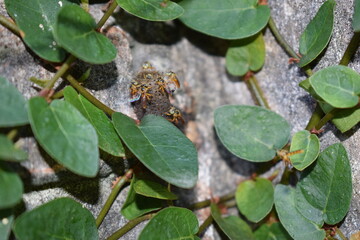 tiny wild melipona bees building their wax comb over rocks between pumila ficus branches