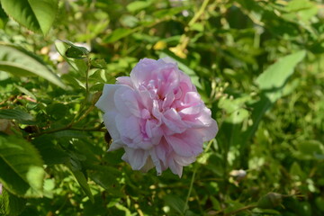 Beautiful double pink rose, illuminated by the sun, against a background of green leaves in the garden in summer