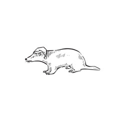 A Christmas badger wearing a Santa hat. Hand drawn animal in black and white side profile sketch.
