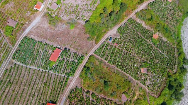 Vineyard landscape around the Belesar reservoir. Aerial view from a drone. Province of Lugo. Galicia. Spain. Europe