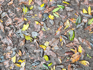 Colorful Autumn Leaves Scattered on the Ground, Creating a Textured and Vibrant Seasonal Background