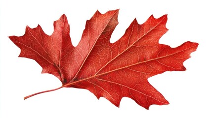 Obraz premium Vibrant Red Leaf on a White Background