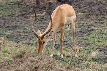 Uganda kob with long horns is grazing in Lake Mauro National Park. 