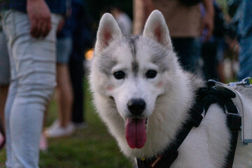 Naklejka premium A joyful Siberian Husky is gracefully walking across a lush green field, its fluffy coat glistening under the sunlight. With its iconic wolf-like appearance, striking blue eyes