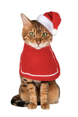 Adorable Bengal cat in Santa hat.