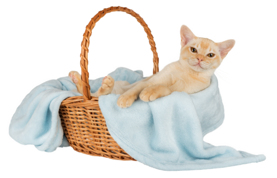 Burmese kitten in a basket with a blue blanket isolated.