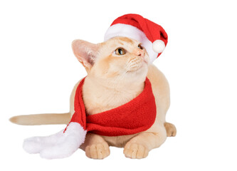 Adorable Burmese kitten in Santa hat. Christmas cat for advertising isolated on transparent background.