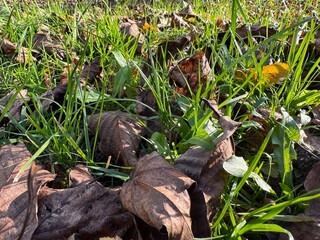 snowdrops in the grass
