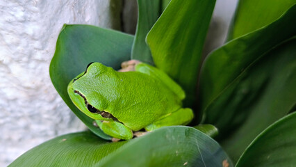 European tree frog sitting on the green leaves