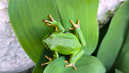 European tree frog sitting on the green leaves