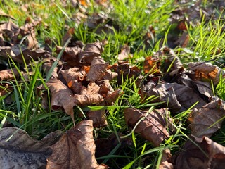 mushrooms in the grass