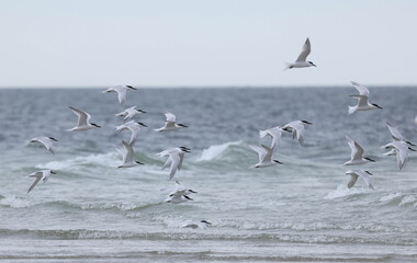Flock of sandwich tern