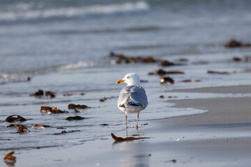 European herring gull