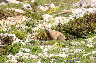 Alpine Marmot
