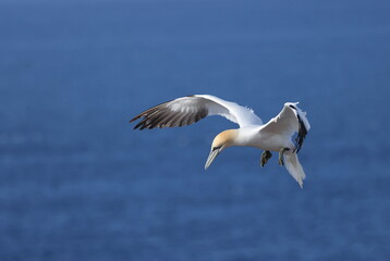 Northern gannet flying