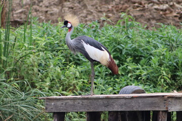 Naklejka premium Crowned crane standing on a dock