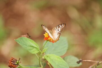 butterfly on a flower