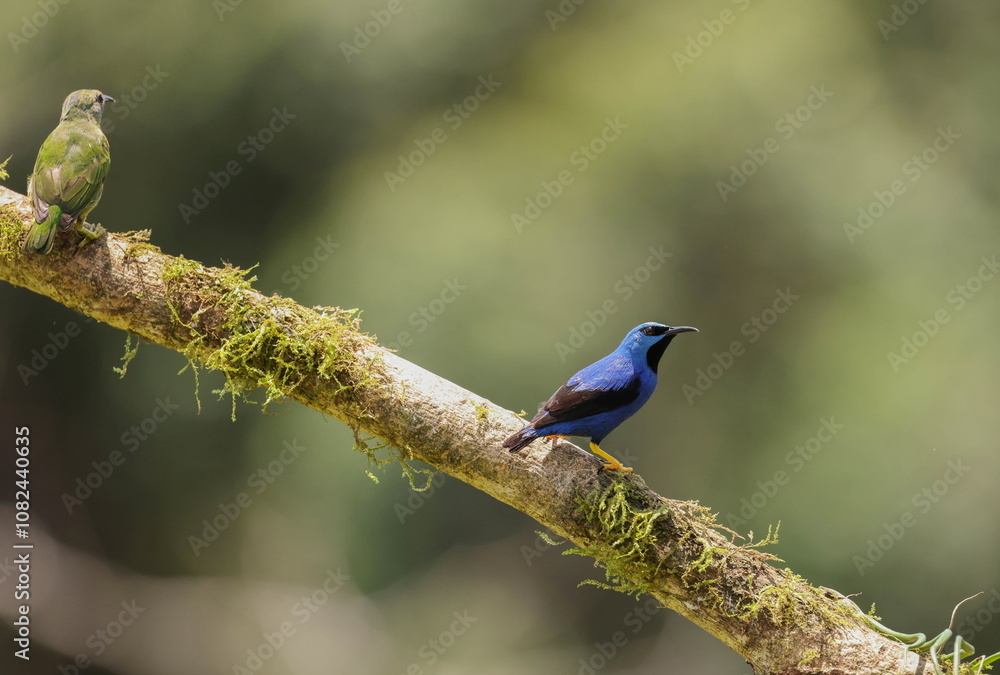 Poster Shining honeycreeper