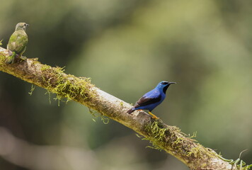 Shining honeycreeper