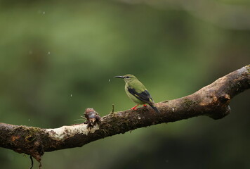 Red-legged honeycreeper